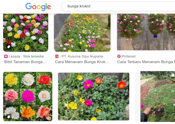4 Rekomendasi Bibit Bunga Krokot Terbaik 8 jenis jenis bunga Krokot