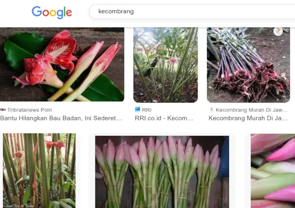 Kecombrang adalah