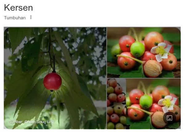 Kersen adalah