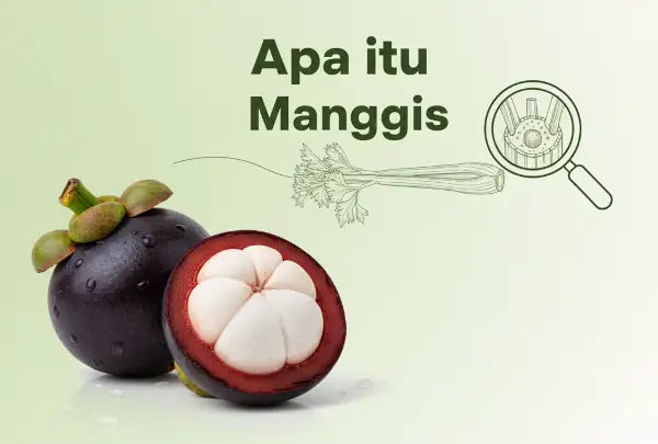 manggis adalah