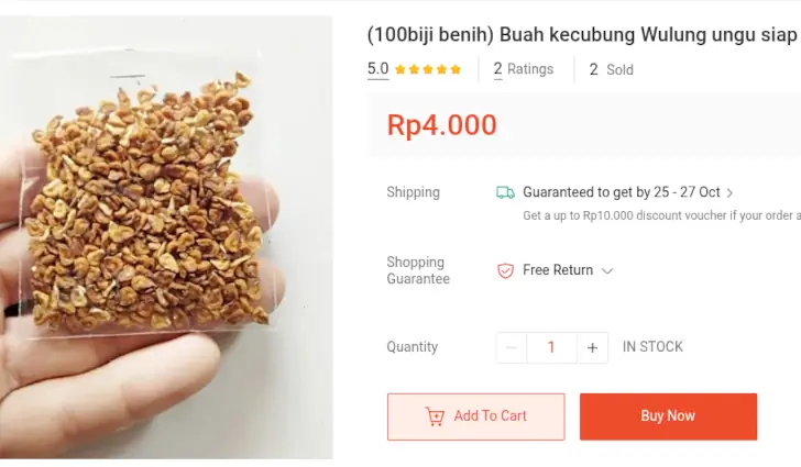 3 Rekomendasi Bibit Kecubung Terbaik, Buah Kecil yang Berduri! 9 benih kecubung wulung