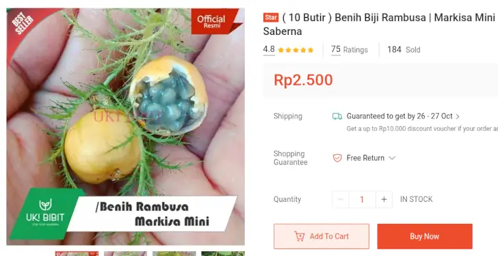Rekomendasi Bibit Buah Rambusa, Buah Imut yang Mirip Markisa 9 benih Rambusa UKI Bibit