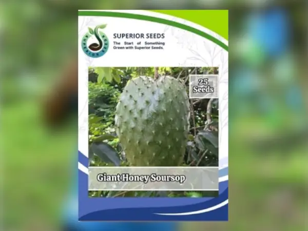 benih sirsak superior seeds