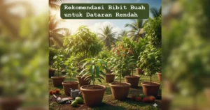 bibit buah untuk dataran rendah