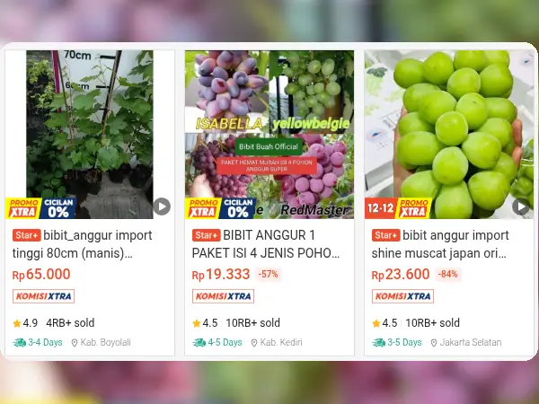 5 Rekomendasi Bibit Buah yang Cocok di Dataran Tinggi (Suhu Dingin) 12 bibit buah dataran tinggi Anggur