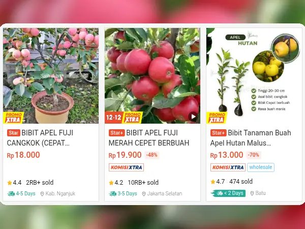 5 Rekomendasi Bibit Buah yang Cocok di Dataran Tinggi (Suhu Dingin) 9 bibit buah dataran tinggi Apel