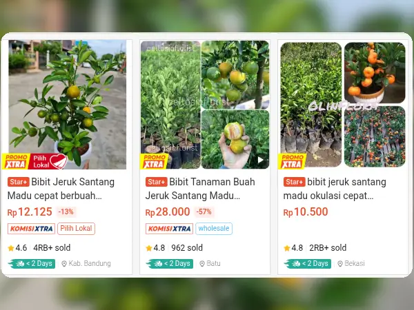 5 Rekomendasi Bibit Buah yang Cocok di Dataran Tinggi (Suhu Dingin) 10 bibit buah dataran tinggi Jeruk