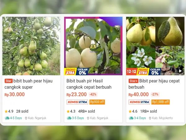 5 Rekomendasi Bibit Buah yang Cocok di Dataran Tinggi (Suhu Dingin) 11 bibit buah dataran tinggi Pir