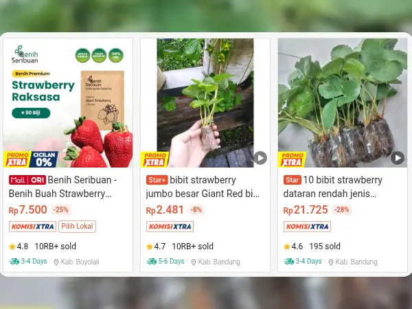 5 Rekomendasi Bibit Buah yang Cocok di Dataran Tinggi (Suhu Dingin) 8 bibit buah dataran tinggi Stroberi