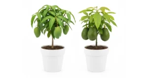 bibit buah tabulampot