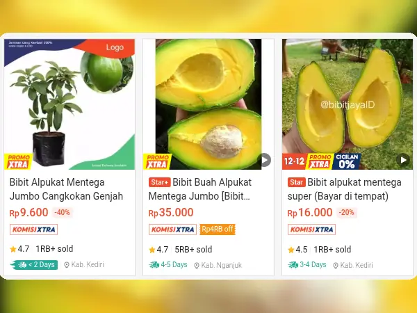 bibit buah tabulampot Alpukat Mentega