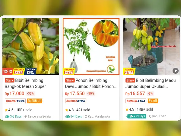 bibit buah tabulampot belimbing manis