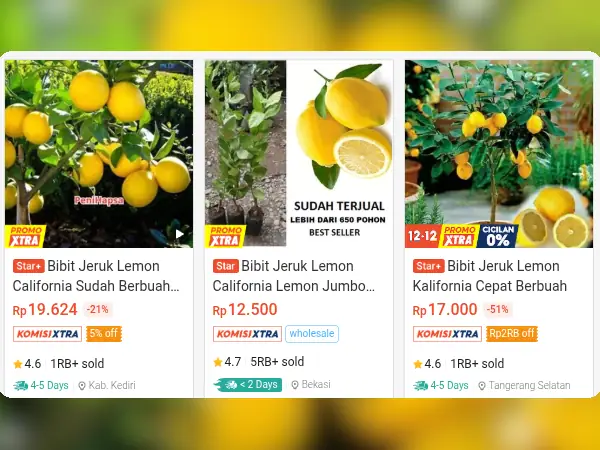 bibit buah tabulampot Lemon California