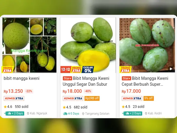 bibit buah tabulampot mangga kweni