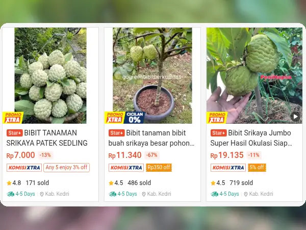bibit buah tabulampot Srikaya