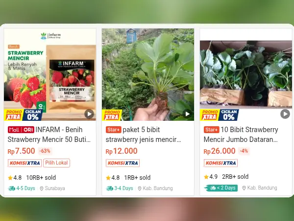 bibit buah tabulampot Strawberry