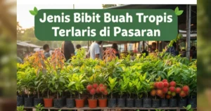 bibit buah tropis terlaris