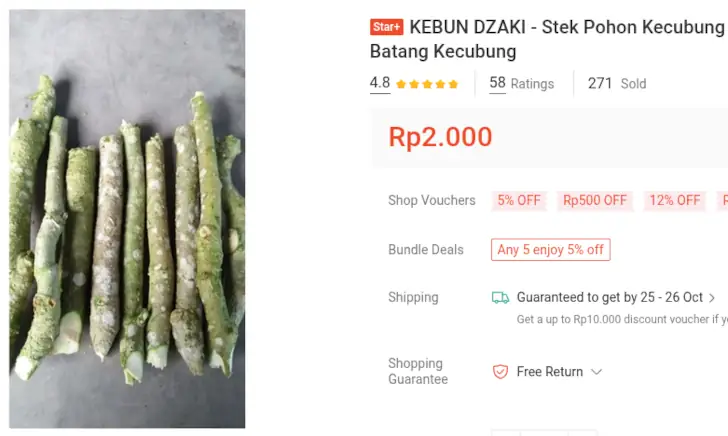 3 Rekomendasi Bibit Kecubung Terbaik, Buah Kecil yang Berduri! 10 bibit kecubung putih stek