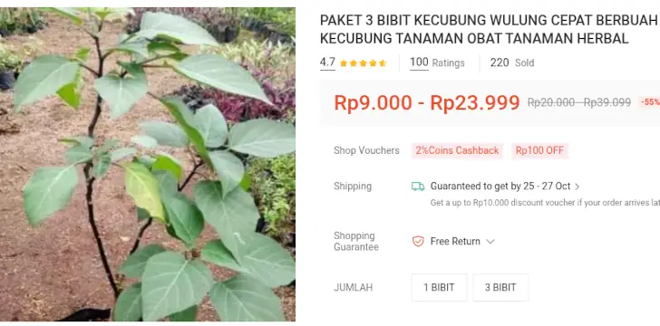 3 Rekomendasi Bibit Kecubung Terbaik, Buah Kecil yang Berduri! 8 bibit kecubung wulung besar