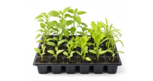 bibit sayuran untuk usaha