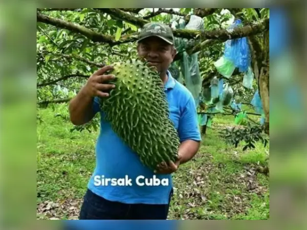 bibit sirsak cuba