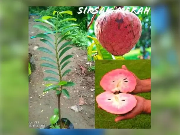 bibit sirsak merah