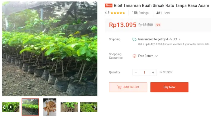 bibit sirsak ratu