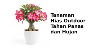 bibit tanaman hias outdoor tahan panas dan hujan