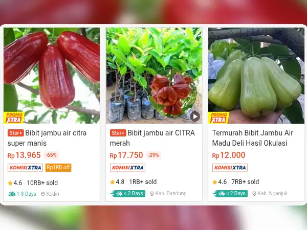 8 Rekomendasi Bibit Buah untuk Dataran Rendah 10 buah dataran rendah Jambu Air