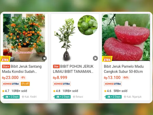 8 Rekomendasi Bibit Buah untuk Dataran Rendah 15 buah dataran rendah Jeruk