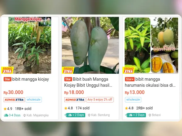 8 Rekomendasi Bibit Buah untuk Dataran Rendah 9 buah dataran rendah Mangga