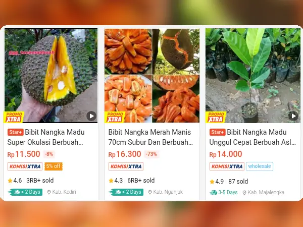 8 Rekomendasi Bibit Buah untuk Dataran Rendah 14 buah dataran rendah Nangka