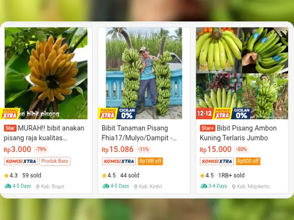 8 Rekomendasi Bibit Buah untuk Dataran Rendah 13 buah dataran rendah Pisang