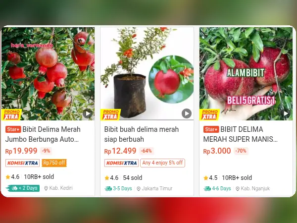 6 Rekomendasi Bibit Buah Hemat Air untuk Tanah Kering 12 buah hemat air Delima Merah