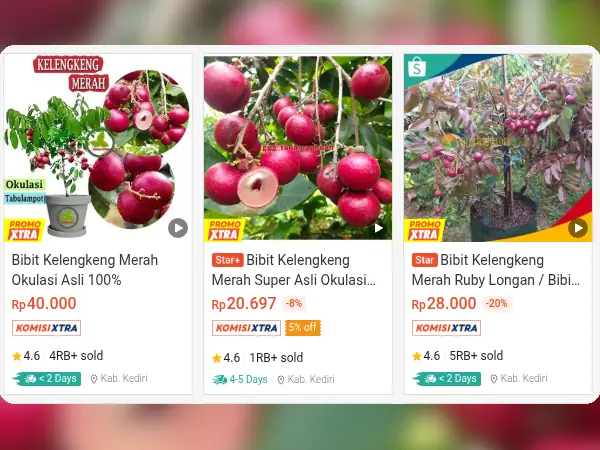 6 Rekomendasi Bibit Buah Hemat Air untuk Tanah Kering 13 buah hemat air Kelengkeng Air