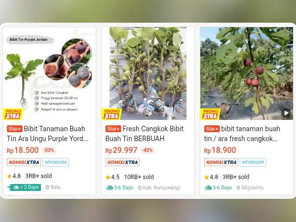 6 Rekomendasi Bibit Buah Hemat Air untuk Tanah Kering 14 buah hemat air pohon Tin