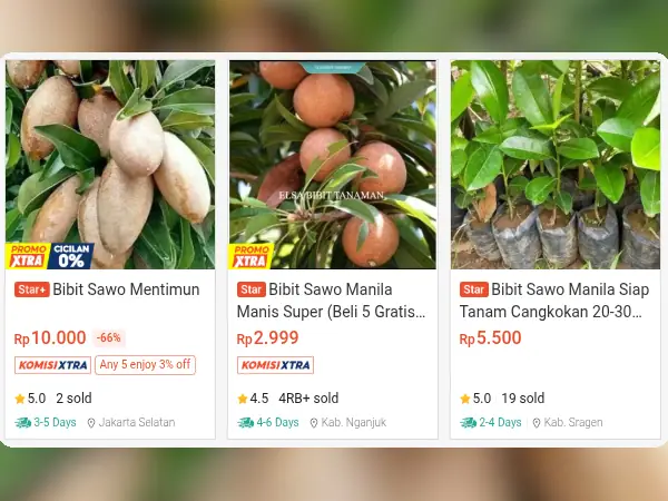 6 Rekomendasi Bibit Buah Hemat Air untuk Tanah Kering 11 buah hemat air Sawo Manila