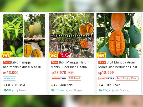 buah tahan panas dan hujan Mangga Harumanis