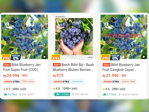 7 Rekomendasi Bibit Buah yang Cocok di Tempat Teduh 12 buah tempat teduh Blueberry