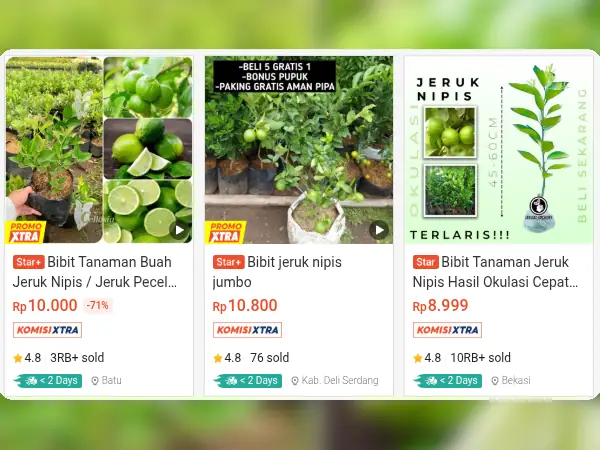 7 Rekomendasi Bibit Buah yang Cocok di Tempat Teduh 14 buah tempat teduh Jeruk Nipis