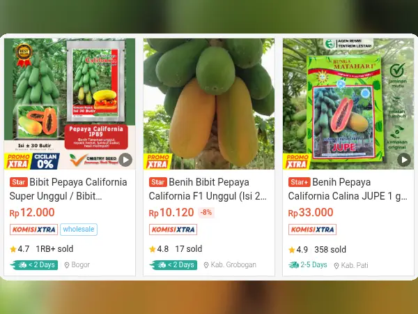 7 Rekomendasi Bibit Buah yang Cocok di Tempat Teduh 11 buah tempat teduh Pepaya California