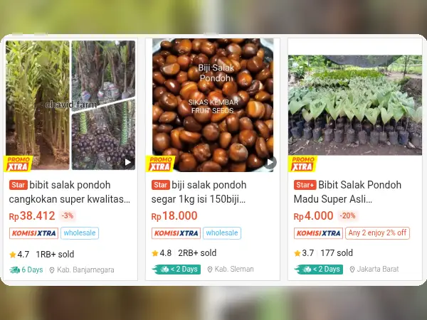 7 Rekomendasi Bibit Buah yang Cocok di Tempat Teduh 13 buah tempat teduh Salak Pondoh