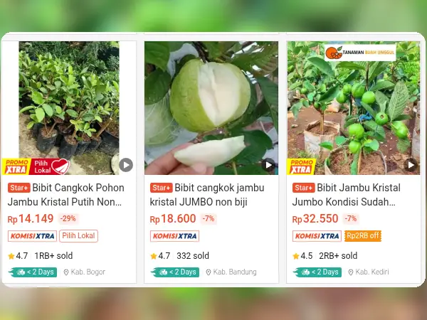 buah tidak mengenal musim Jambu Kristal