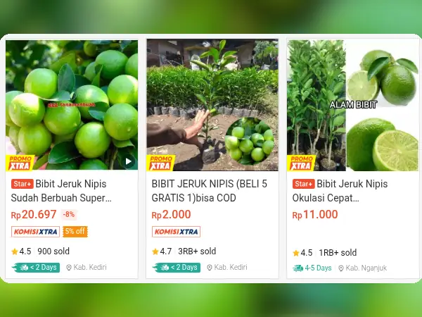 buah tidak mengenal musim Jeruk Nipis