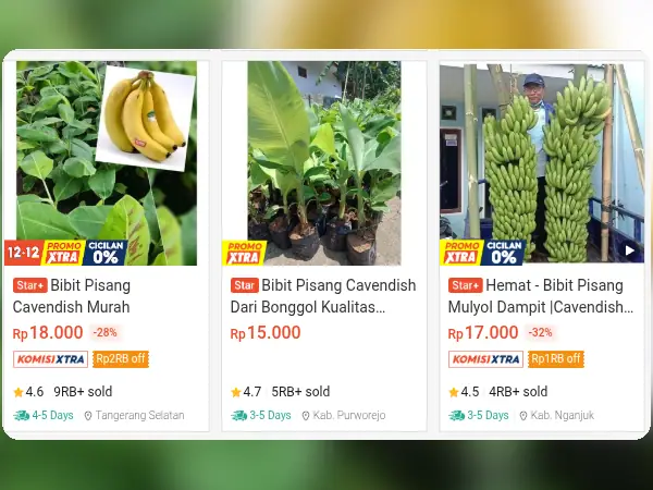 buah tidak mengenal musim Pisang Cavendish