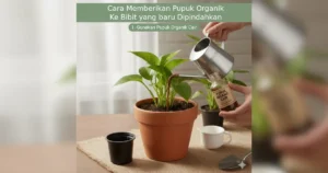 cara memberi pupuk organik ke bibit yang baru dipindahkan