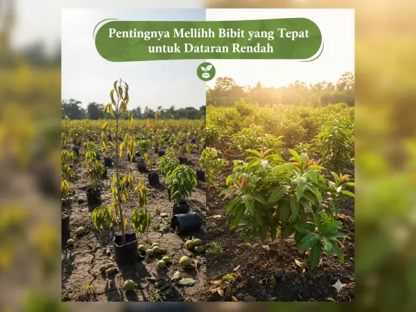 8 Rekomendasi Bibit Buah untuk Dataran Rendah 8 cara memilih bibit buah dataran rendah