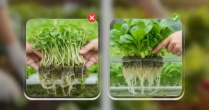 cara memilih sayur hidroponik