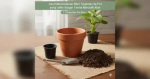 cara memindahkan bibit tanaman ke pot lebih besar