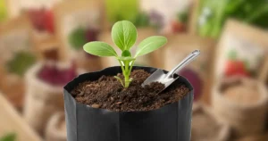 cara menyemai hingga menanam bibit sayuran